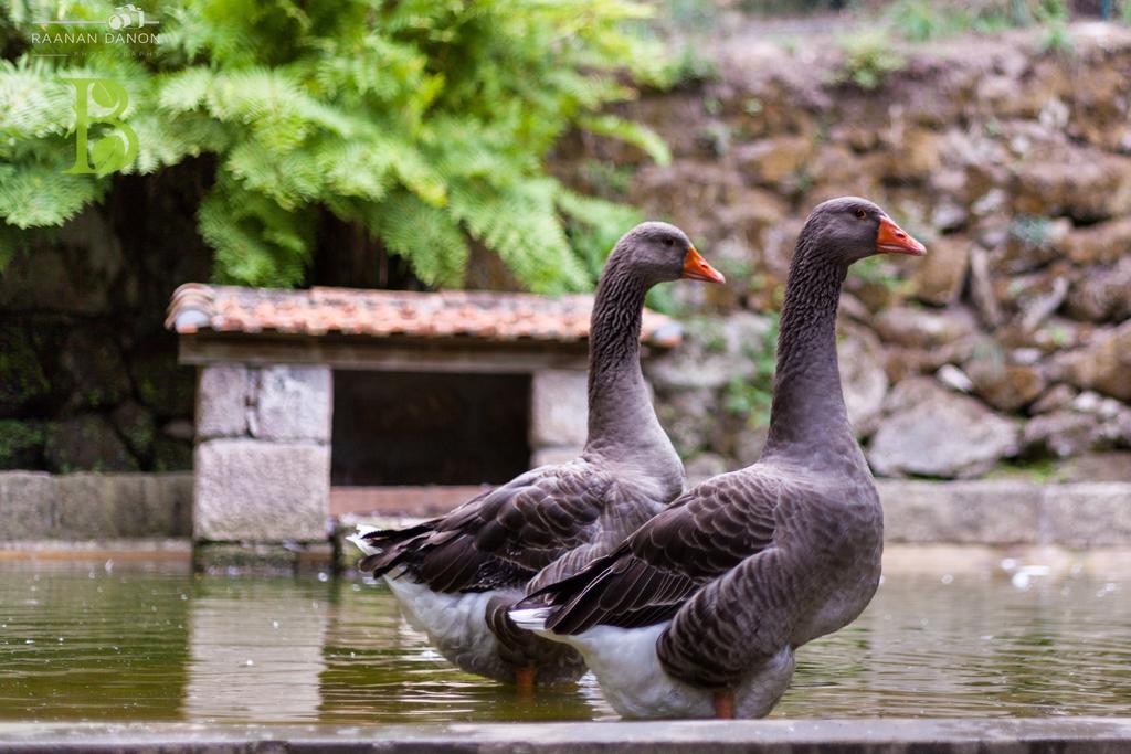 Quinta Da Bouca - Agroturismo Pacos de Gaiolo Номер фото